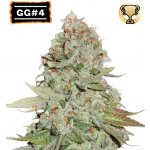 Seedstockers Gorilla Glue semena neobsahují THC 1 ks – Zboží Dáma