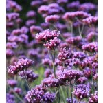 Verbena bonariensis 'Violet Blue' Velikost hrnku: 10,5cm – Hledejceny.cz