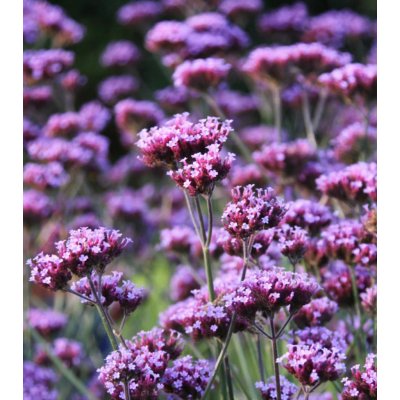 Verbena bonariensis 'Violet Blue' Velikost hrnku: 10,5cm – Hledejceny.cz