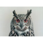 Pohlednice Sova - výr – Zboží Mobilmania