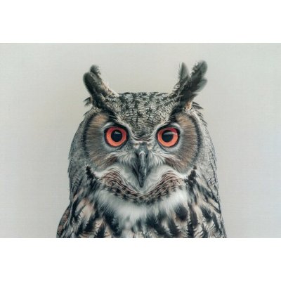 Pohlednice Sova - výr – Zboží Mobilmania