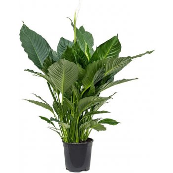 Spathiphyllum alfetta 24x90cm