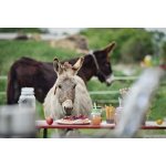 Den farmářem na zkoušku na oslí farmě v Českém ráji s možností ubytování a snídaně – Hledejceny.cz