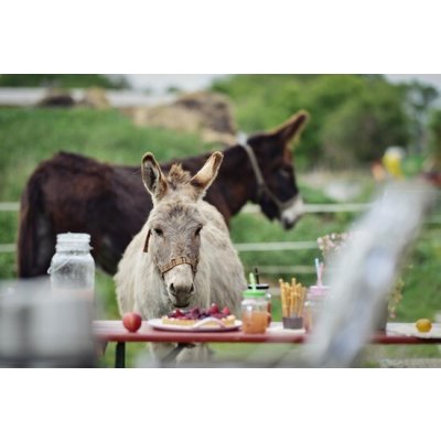 Den farmářem na zkoušku na oslí farmě v Českém ráji s možností ubytování a snídaně – Hledejceny.cz