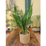 Aspidistra Milky Way – Zboží Dáma