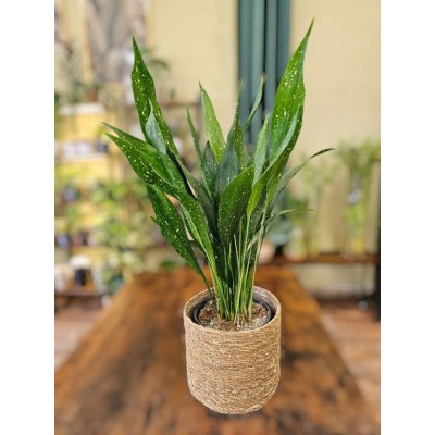 Aspidistra Milky Way – Zboží Dáma