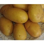 Brambory sadbové Queen Anne rané 5kg varný typ BA – Hledejceny.cz