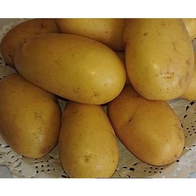 Brambory sadbové Queen Anne rané 5kg varný typ BA – Hledejceny.cz