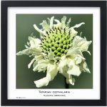 Tradag Rámeček Natura černý 30x30 – Zboží Živě