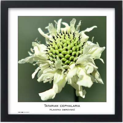 Tradag Rámeček Natura černý 30x30 – Zboží Živě