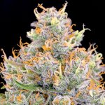 Anesia Seeds Future #1 semena neobsahují THC 3 ks – Zboží Dáma