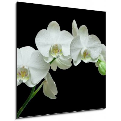 Skleněný obraz 1D - 50 x 50 cm - White orchid on black background Bílá orchidej na černém pozadí – Zboží Mobilmania