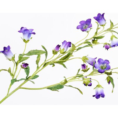 Zvonek - Campanula fialový 92 cm – Zboží Mobilmania