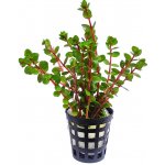 Rotala rotundifolia Orange Juice – Sleviste.cz