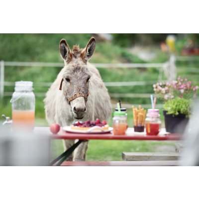 Oslí stezka Český ráj - zažijte procházku/túru s oslíkem - Půldenní túra s oslíkem včetně pikniku - individuální výlet – Zboží Mobilmania