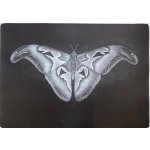 Petr Nikl: Hadí motýl – Hledejceny.cz