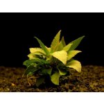 Hygrophila corym. var. minima – Hledejceny.cz