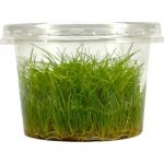 Eleocharis parvula – Hledejceny.cz