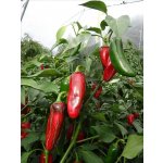 Semena Jalapeno Mammoth – Zboží Dáma