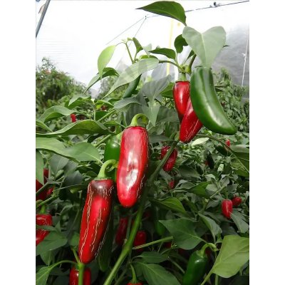 Semena Jalapeno Mammoth – Zboží Dáma