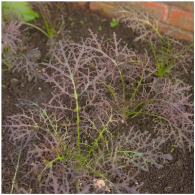 Rukola divoká červená Agano - Brassica juncea - osivo rukoly - 150 ks – Hledejceny.cz