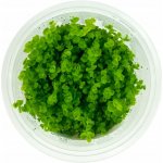 Micranthemum umbrosum - Malokvětka tmavá – Zboží Mobilmania