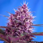 Sweet Seeds Red Poison AUTO semena neobsahují THC 100 ks – Zboží Dáma