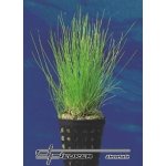 Eleocharis acicularis – Zboží Mobilmania