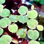 Phyllanthus fluitans – Zboží Dáma