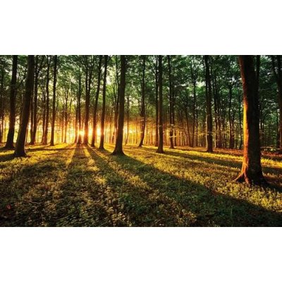 IMPOL TRADE 2226 vliesová Fototapeta les a západ slunce rozměr 368 cm x 254 cm – Zboží Mobilmania