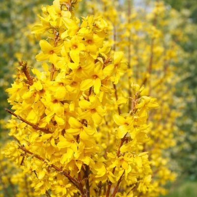 Forsythia x intermedia 'MINIGOLD' Prodejní velikost: 030/050, Velikost hrnku: 2 l – Hledejceny.cz
