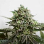 Delicious Seeds Delimed CBD Plus semena neobsahují THC 3 ks – Sleviste.cz