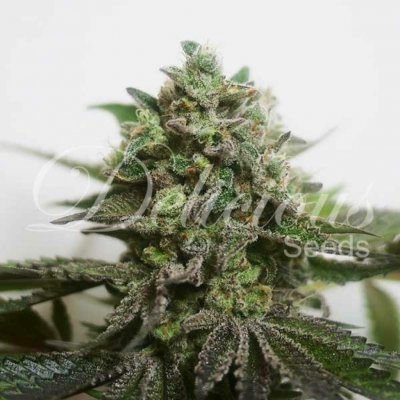 Delicious Seeds Delimed CBD Plus semena neobsahují THC 3 ks – Sleviste.cz