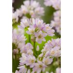 Okrasný česnek 'Roseum' 10 ks – Zboží Dáma
