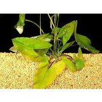 Nymphaea stellata - Leknín hvězdový – Zboží Dáma