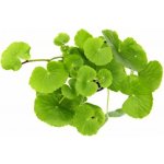 Hydrocotyle leucocephala – Zboží Mobilmania