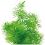 Ceratophyllum demersum - Růžkatec ponořený – Sleviste.cz