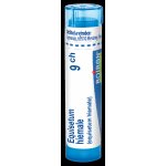 EQUISETUM HIEMALE POR 9CH GRA 1X4G – Hledejceny.cz