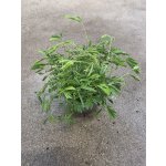 Mimosa Pudica – Zbozi.Blesk.cz