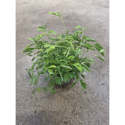 Mimosa Pudica – Zbozi.Blesk.cz