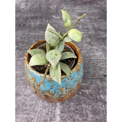 Hoya Eskymo mini – Zboží Dáma