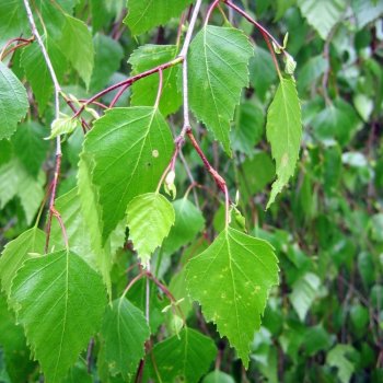 Betula pendula Youngii - převislá bříza