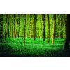 Tapety ForWall Fototapeta Green forest vlies rozměry 104 x 70,5 cm