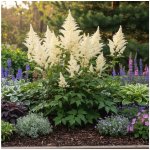 Čechrava 'Japonica Deutschland' 1 ks – Hledejceny.cz