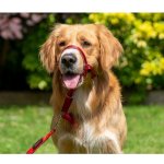 Company of Animals Halti ohlávka 4 – HobbyKompas.cz