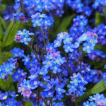 Pomněnka alpská modrá Myosotis alpestris semena 130 ks – Hledejceny.cz