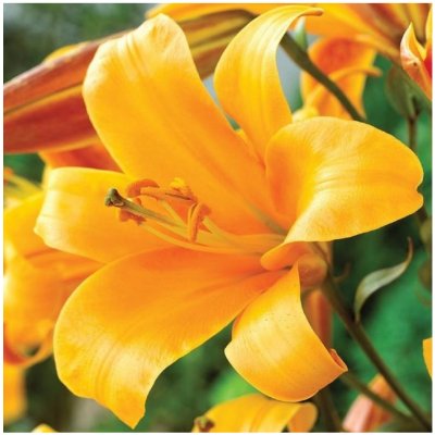 Lilie Orange Planet - Lilium - cibule lilie - 1 ks