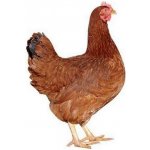 Sehnoutek K3 kuřice 11 16 týdnů 25 kg – Hledejceny.cz