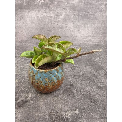 Hoya Krinkle – Hledejceny.cz