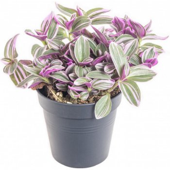 Voděnka Sweetness, Tradescantia Sweetnes, průměr květináče 10 - 12 cm